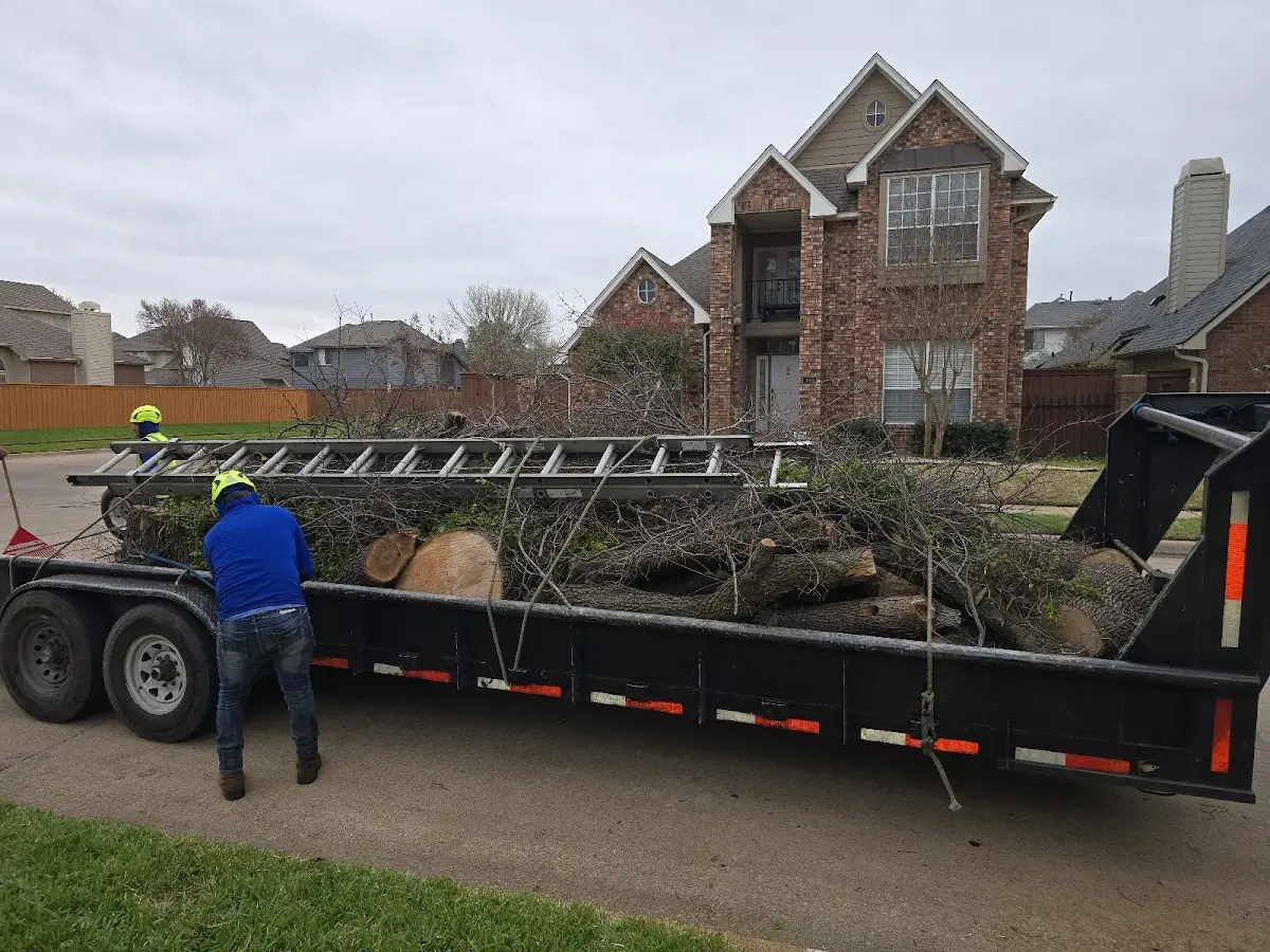 Expert Tree Pest Control with proper safety equipment in Sunrise Beach
